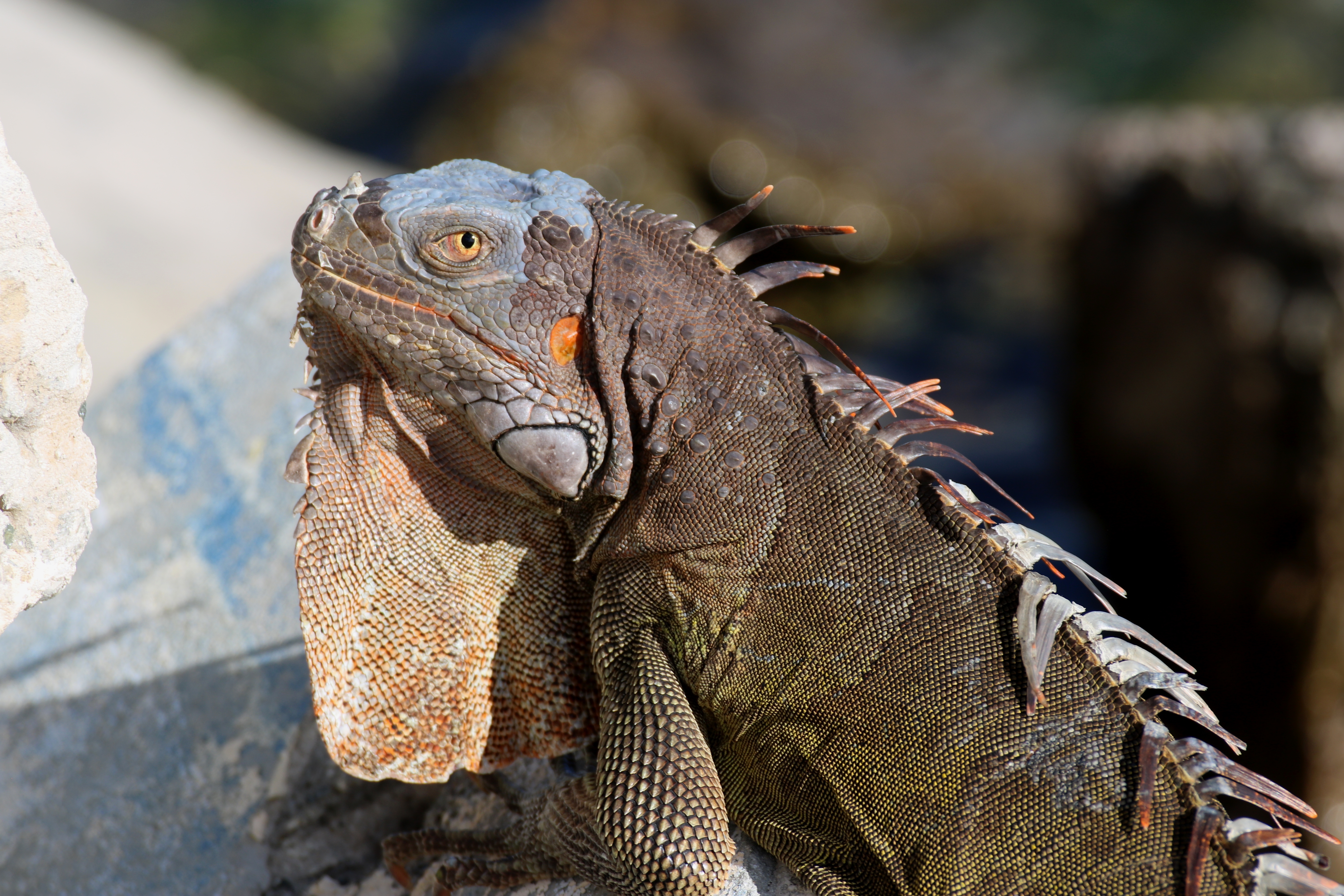 Erasmus-ka227-teachers-training-in-sint-maarten pilt